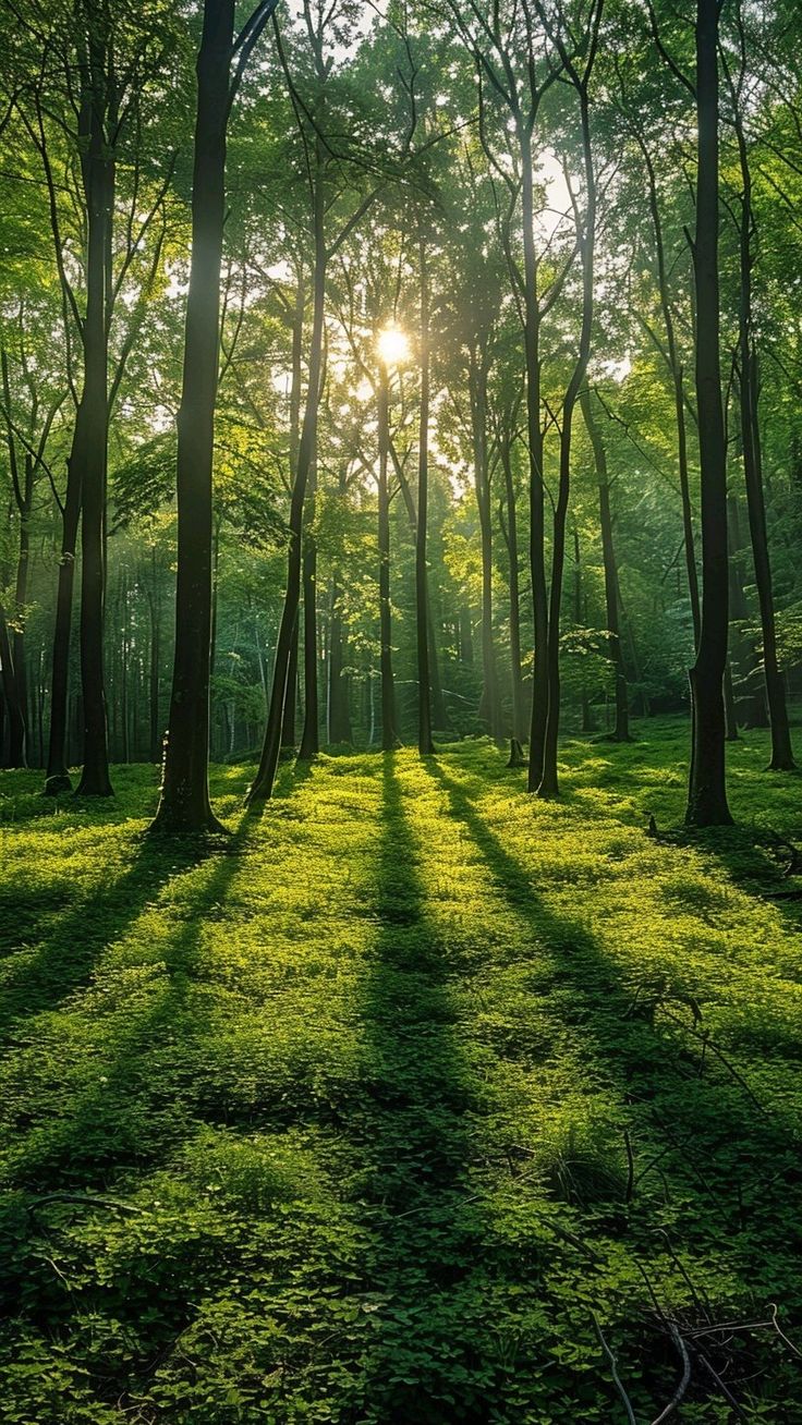Sunlight filtering between tall trees in a green forest